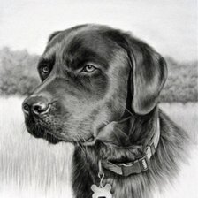 Схема вышивки «собачка на природе»