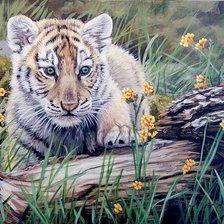 Схема вышивки «Тигр»