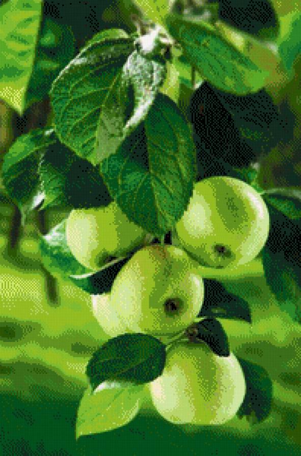 яблоки - яблоки, деревья - предпросмотр