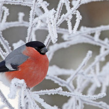 Схема вышивки «Снегирь»