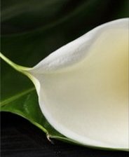 Схема вышивки «Каллы 1 схема триптиха»