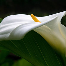 Схема вышивки «Каллы»