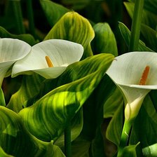 Схема вышивки «Каллы»