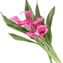 Схема вышивки «Каллы»