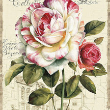 Схема вышивки «роза»