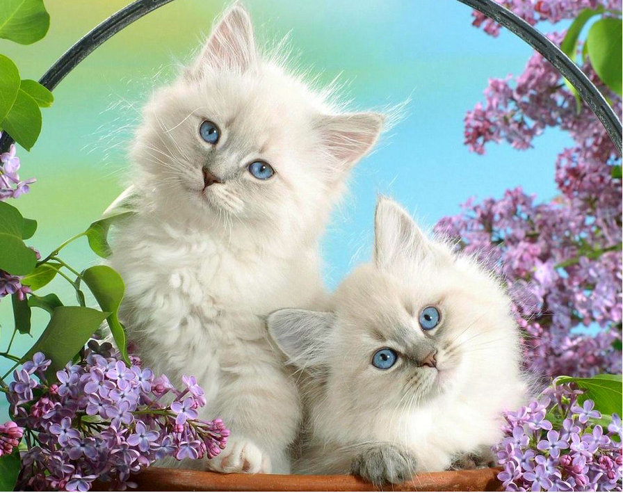 Котики - животные, милашки, котята, кошки - оригинал