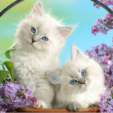 Схема вышивки «Котики»