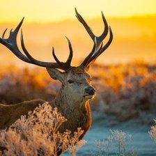 Схема вышивки «Олень»