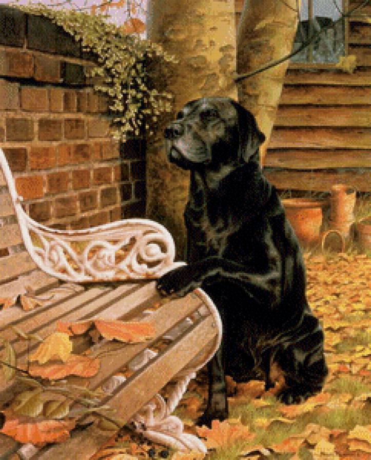 собака - собака, порода - предпросмотр