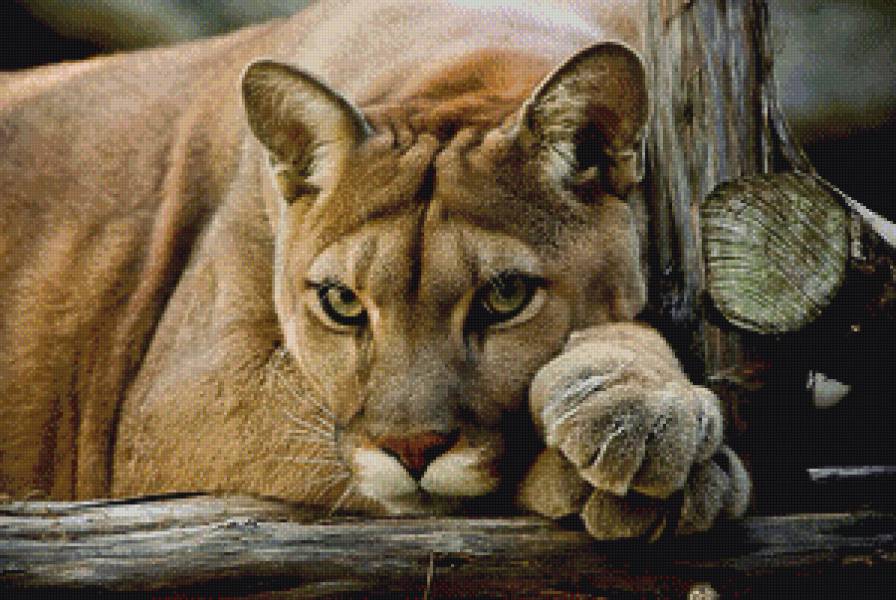 пума - пума, хищник - предпросмотр