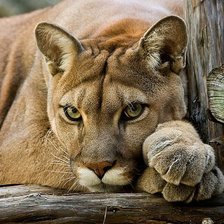 Схема вышивки «пума»