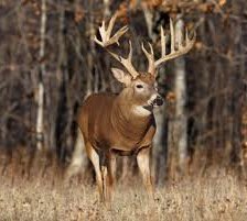 Схема вышивки «iremi»