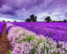 Схема вышивки «France»