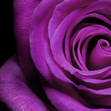 Схема вышивки «Роза»