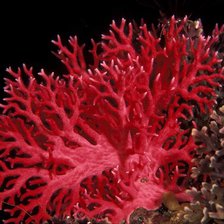 Схема вышивки «коралл»