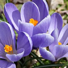 Схема вышивки «№925657»