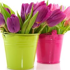 Схема вышивки «тюльпаны»