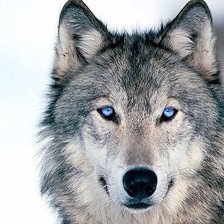 Схема вышивки «волк»