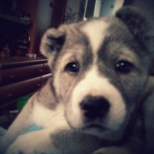 Схема вышивки «Багира»