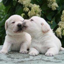 Схема вышивки «Щенки»