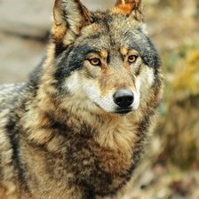 Схема вышивки «вожак»