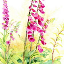 полевые цветы