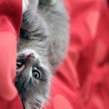 Схема вышивки «№926433»