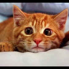 Схема вышивки «№926471»