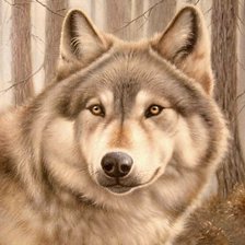 коричневый волк