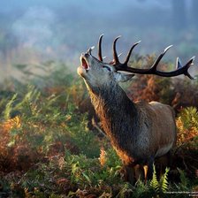 Схема вышивки «3123»