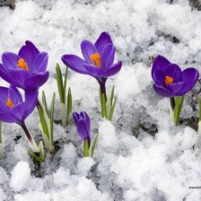 Схема вышивки «яргуй»