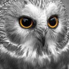 Схема вышивки «сова»