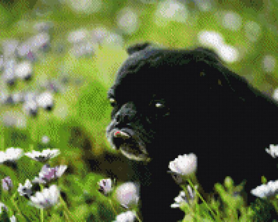 мопс - черный, собака - предпросмотр