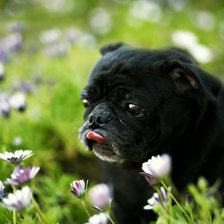 Схема вышивки «мопс»