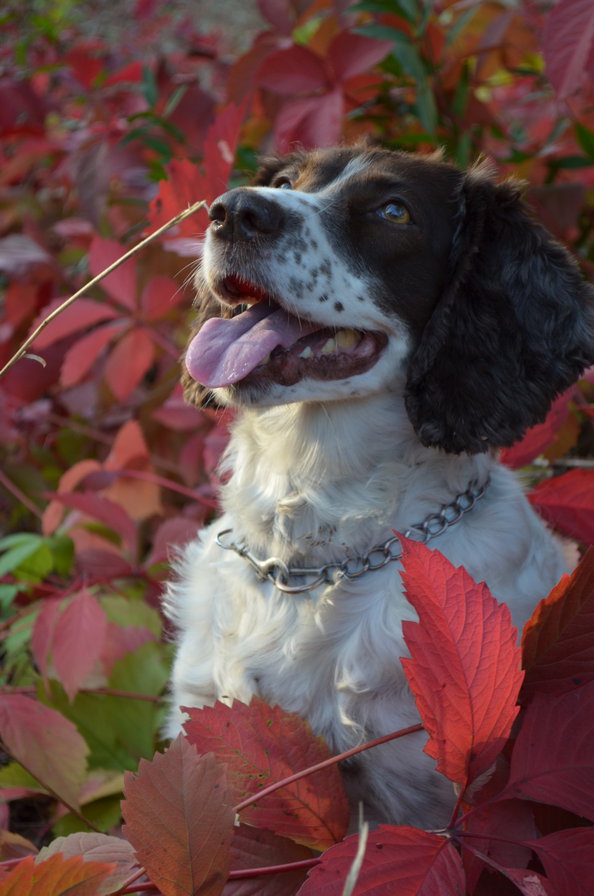 спаниель - оригинал