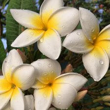 Схема вышивки «Франджипани»