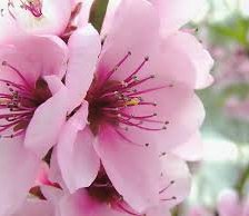 Схема вышивки «цветы»