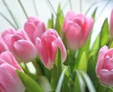 тюльпаны