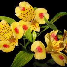 Схема вышивки «орхидея»