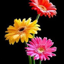 Схема вышивки «герберы»