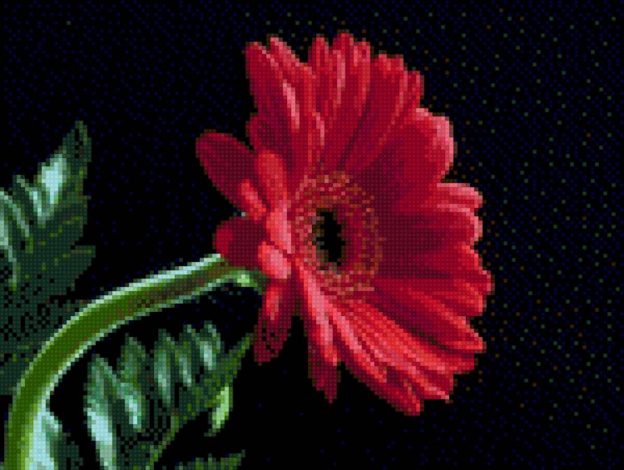 гербера - цветы - предпросмотр