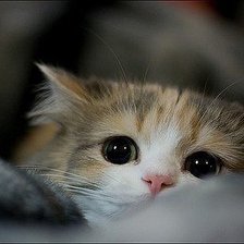 Схема вышивки «Испуганный котик»