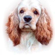 Схема вышивки «собака»