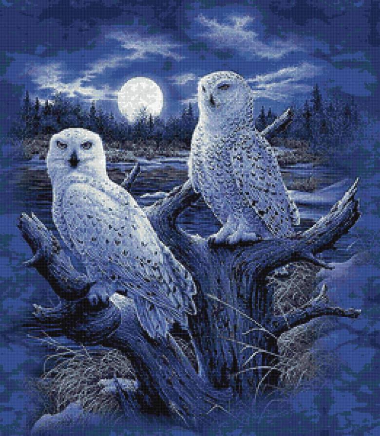 Совы - предпросмотр