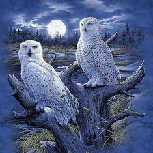 Схема вышивки «Совы»