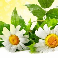 Схема вышивки «№928660»