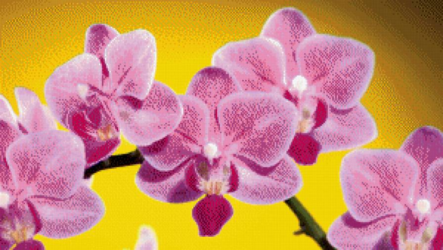 №928667 - орхидеи, сиреневый - предпросмотр