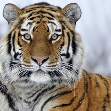 Схема вышивки «№928689»