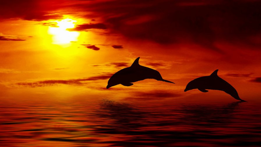 №928698 - закат, дельфины, море - оригинал