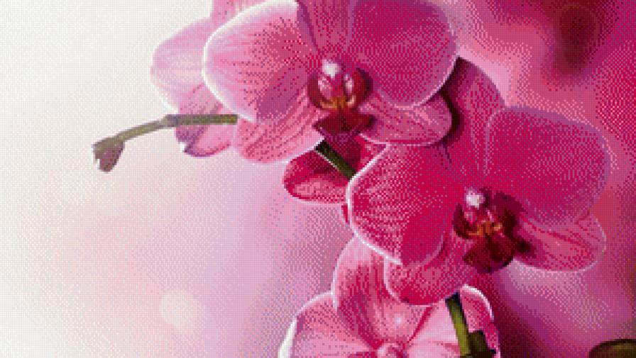 №928700 - орхидеи, сиреневый - предпросмотр